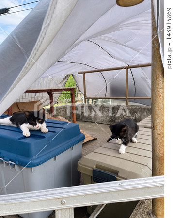 猫たちの秘密基地 猫たちの秘密基地 143915869