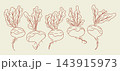 Botanical line illustration of five root vegetables with leafy tops arranged in a row, featuring reddish brown outlines on a pale cream background, vegetable drawing 143915973