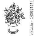 Botanical line drawing of leafy potted plant with layered branches and oval leaves in a simple container with saucer, isolated on a white background illustration artwork 143915974
