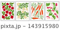 Four botanical vegetable illustrations featuring red radishes, pale root vegetables, orange carrots, and pink sliced produce with green leaves arranged as colorful vertical panels 143915980