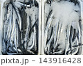 Fresh Garfish Arranged on Ice in a Foam Box. 143916428