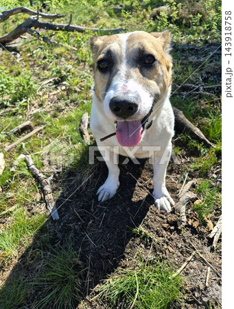 Happy mixed breed dog in a forest clearing in summer 143918758