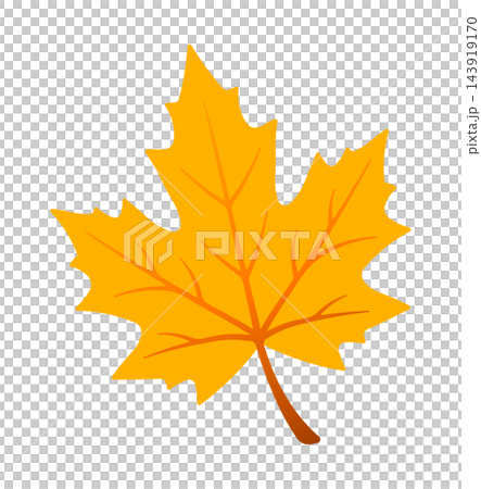 yellow fall maple leaf without background 143919170