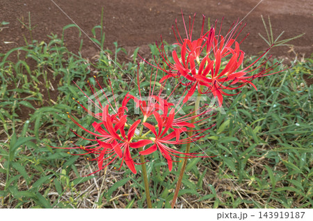 畑の土手に咲いていたヒガンバナ 彼岸花 曼珠沙華 畑の土手に咲いていたヒガンバナ 彼岸花 曼珠沙華 143919187