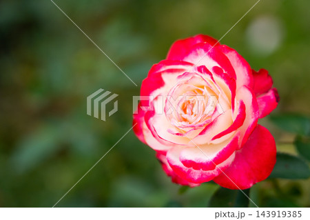 Bloom red rose with green leave in the garden Bloom red rose with green leave in the garden 143919385