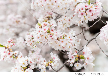 Closed up background of pink white color flower sakura (cherry) blossom 143919386
