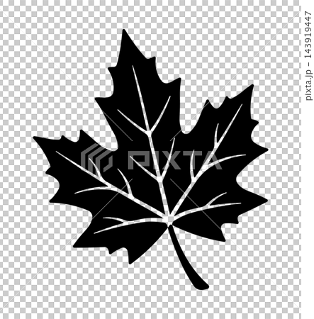 black fall maple leaf silhouette without background 143919447