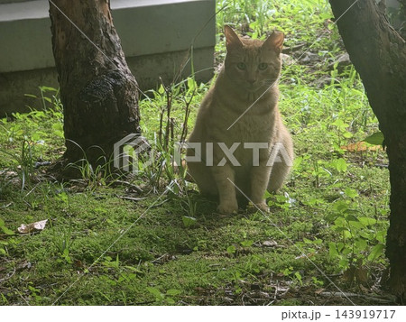 cat in the garden cat in the garden 143919717