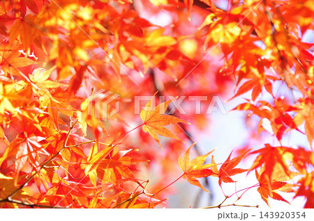 秋の風物詩 紅葉 秋の風物詩 紅葉 143920354