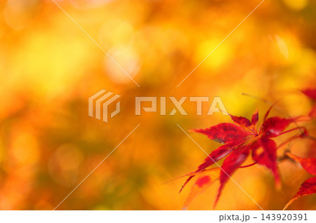秋の風物詩　紅葉 143920391