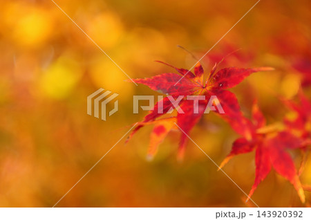 秋の風物詩 紅葉 秋の風物詩 紅葉 143920392