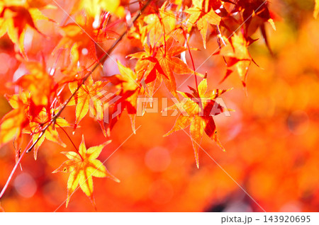 秋の風物詩　紅葉 143920695