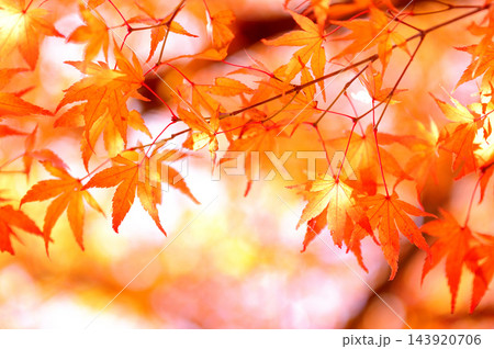 秋の風物詩　紅葉 143920706
