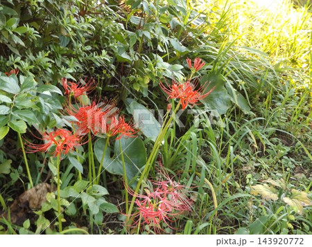 秋の花を代表するヒガンバナの赤い大きい花 秋の花を代表するヒガンバナの赤い大きい花 143920772