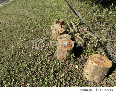 草地に並ぶ伐採された木の切り株と年輪 143920943