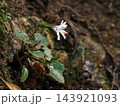 キッコウハグマの花 143921093