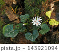 キッコウハグマの花 143921094