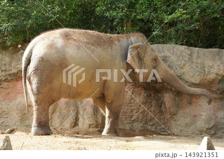 到津の森公園のセイロンゾウ（アジアゾウ） 143921351