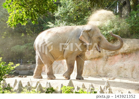 到津の森公園のセイロンゾウ(アジアゾウ) 到津の森公園のセイロンゾウ(アジアゾウ) 143921352