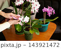 Orchids are cared for indoors at home 143921472