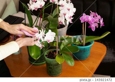 Orchids are cared for indoors at home Orchids are cared for indoors at home 143921472
