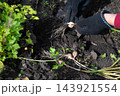 Harvesting onions from the garden in autumn season 143921554