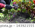 Elderly woman harvests fresh beets in garden during sunny afternoon 143921555