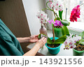 Orchids are cared for indoors at home 143921556