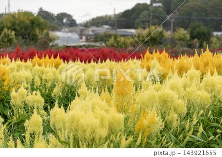 横浜市の恩田川沿いに広がる色鮮やかなケイトウの花畑 143921655