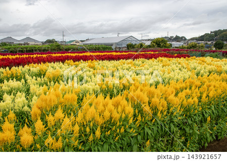 横浜市の恩田川沿いに広がる色鮮やかなケイトウの花畑 143921657