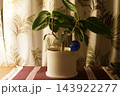 白い鉢の観葉植物と窓辺の光 143922277