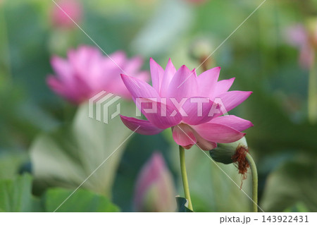 蓮の花 蓮の花 143922431