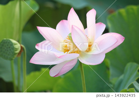 蓮の花 蓮の花 143922435
