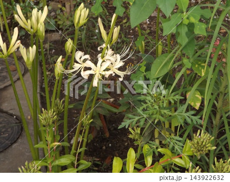 白いヒガンバナの花と蕾 143922632