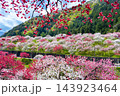 長野県阿智村　花桃の里 143923464