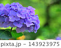 青い紫陽花 青い紫陽花 143923975