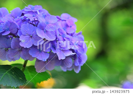 青い紫陽花 青い紫陽花 143923975