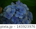青い紫陽花 青い紫陽花 143923976