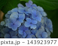青い紫陽花 青い紫陽花 143923977