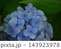 梅雨の晴れ間に咲く紫陽花 梅雨の晴れ間に咲く紫陽花 143923978
