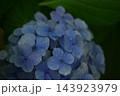梅雨に咲く紫陽花 梅雨に咲く紫陽花 143923979