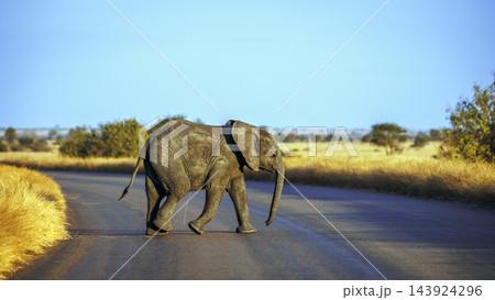 African bush elephant in Greater Kruger National park, South Africa African bush elephant in Greater Kruger National park, South Africa 143924296