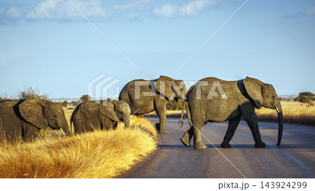African bush elephant in Greater Kruger National park, South Africa African bush elephant in Greater Kruger National park, South Africa 143924299