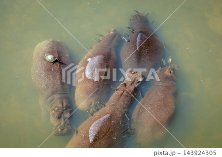 Hippopotamus in Greater Kruger National park, South Africa Hippopotamus in Greater Kruger National park, South Africa 143924305