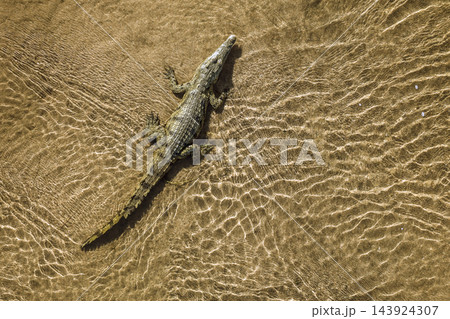 Nile crocodile in Greater Kruger National park, South Africa Nile crocodile in Greater Kruger National park, South Africa 143924307