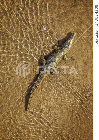 Nile crocodile in Greater Kruger National park, South Africa 143924308
