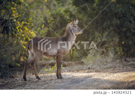 Common Waterbuck in Greater Kruger National park, South Africa Common Waterbuck in Greater Kruger National park, South Africa 143924321