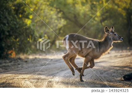 Common Waterbuck in Greater Kruger National park, South Africa Common Waterbuck in Greater Kruger National park, South Africa 143924325