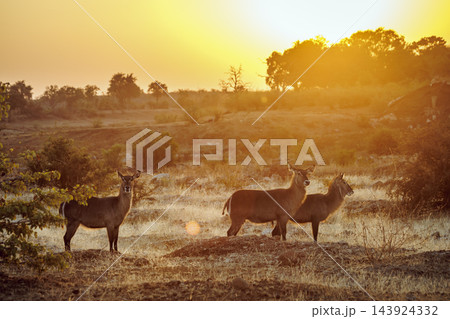 Common Waterbuck in Greater Kruger National park, South Africa Common Waterbuck in Greater Kruger National park, South Africa 143924332