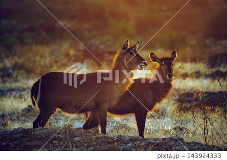 Common Waterbuck in Greater Kruger National park, South Africa Common Waterbuck in Greater Kruger National park, South Africa 143924333